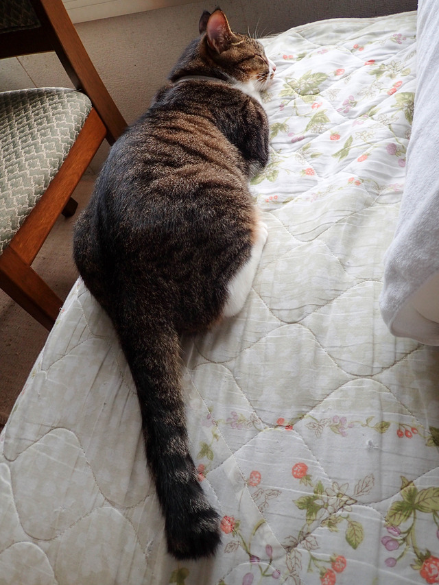 ���ͤ���3