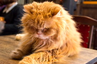 �Ȏ�����6