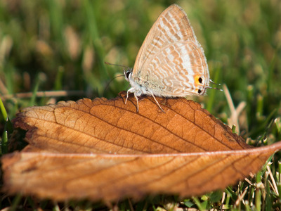 �ޤ�����Τ͡�����