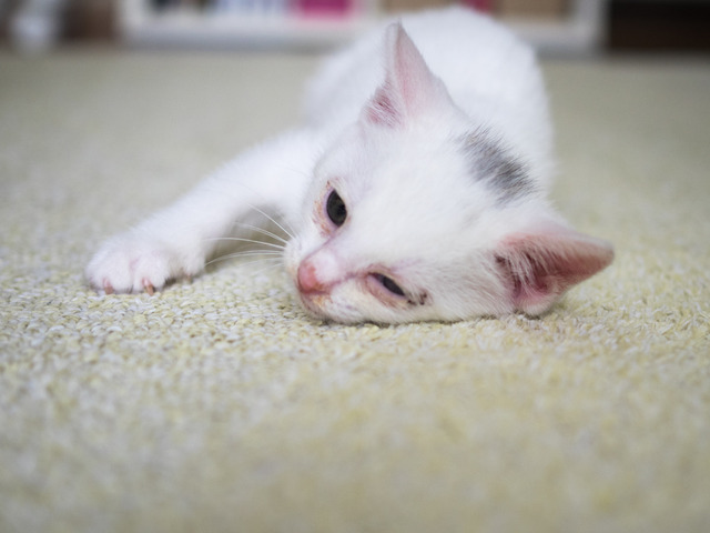 �ߥߤ����14