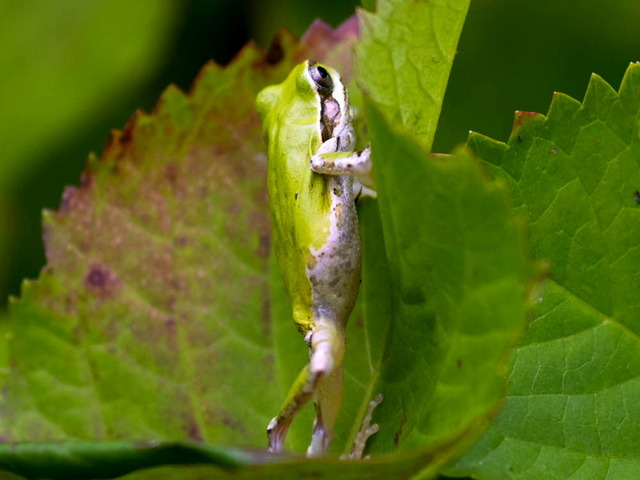 �ֺڥ����ǥ��28ǯ7���