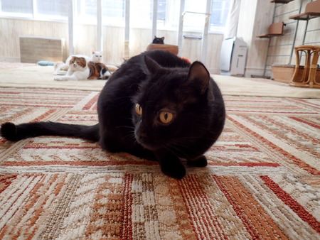 ǭ���ե��줪��11