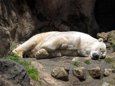 ホッキョクグマ