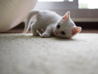 �ߥߤ����7