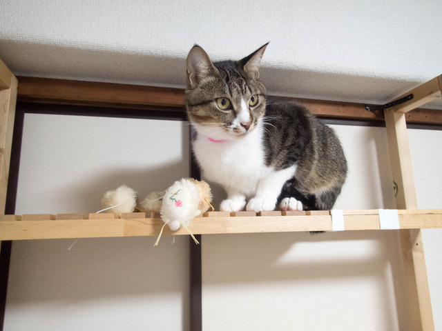 ���ͤ�����12