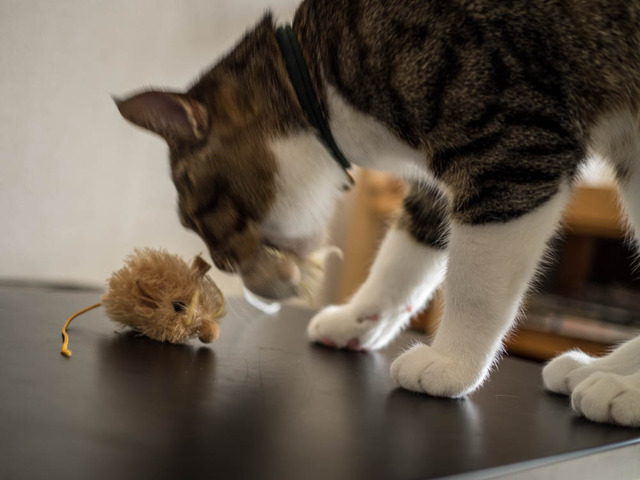 ���ͤ���10