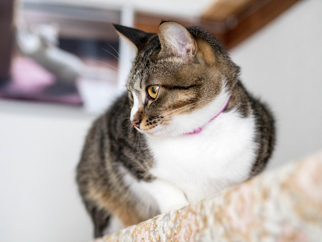 ���ͤ���4