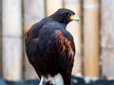 �ӎӎ����Ɏ���