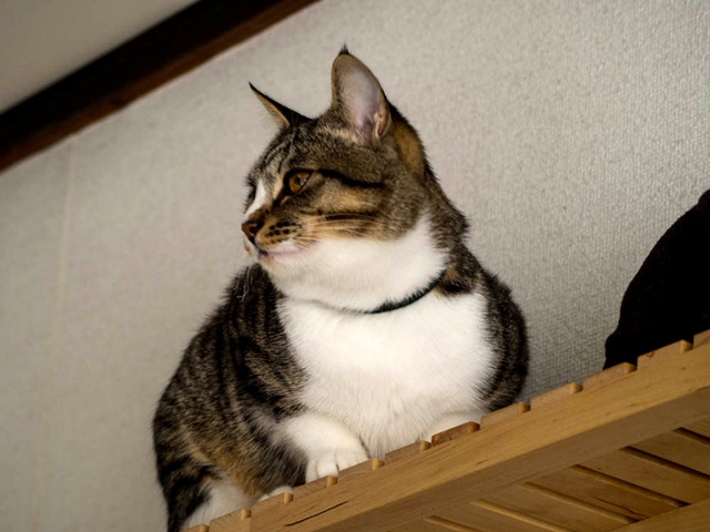 ���ͤ���21