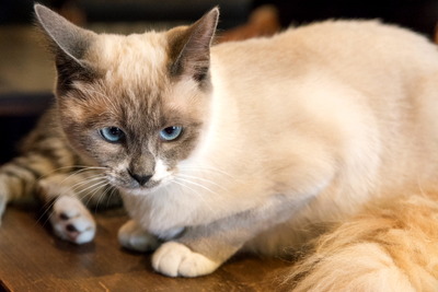 �Ȏ�����12