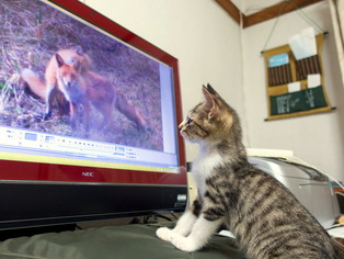 ���ͤ���25