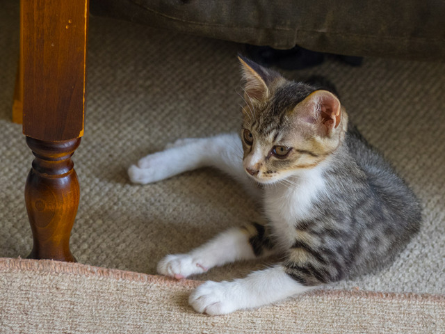 ���ͤ���46