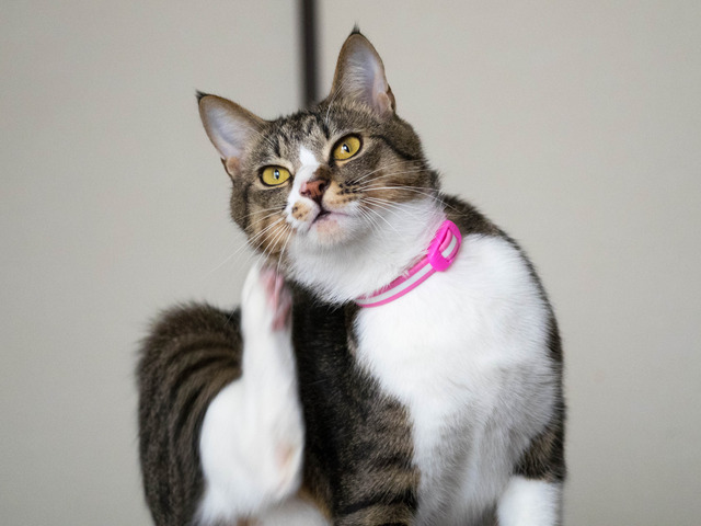 ���ͤ���5