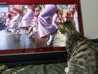 ���ͤ���62