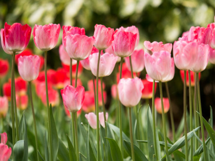 ���͸���25