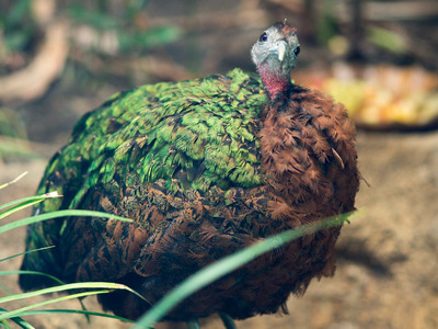 コンゴクジャク