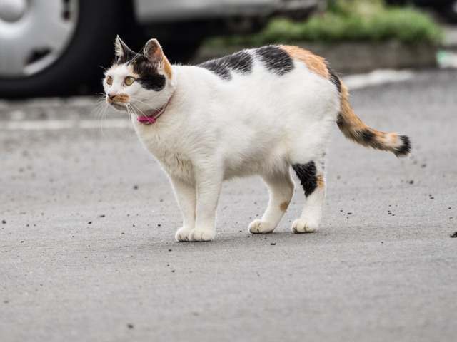 �ߡ������5