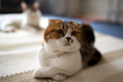 ǭ���̎����ڎ���11