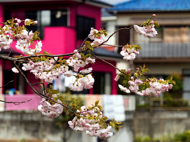 今泉名水桜公園1