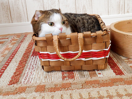 ǭ���ե��줪��3