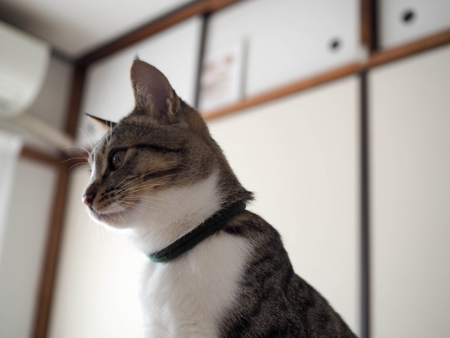 ���ͤ���6