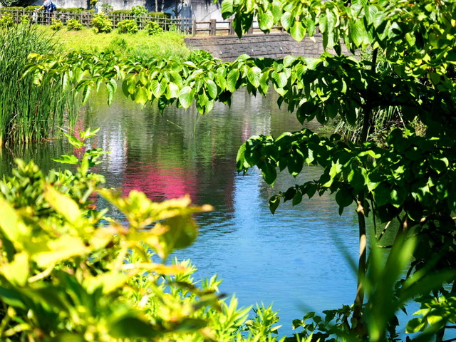 今泉名水桜公園