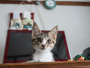 ���ͤ���60