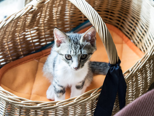 ���ͤ���51