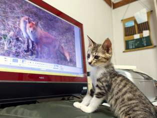 ���ͤ���26