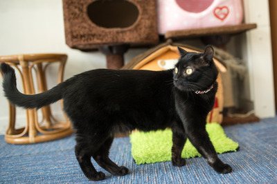 ǭ���̎����ڎ���19