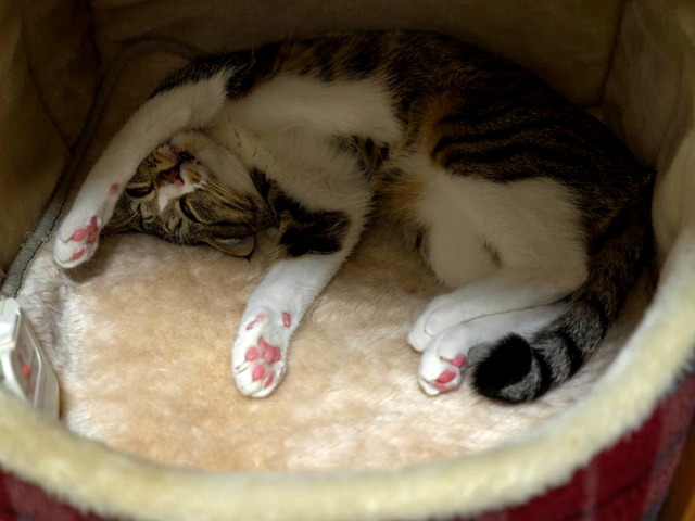 ���ͤ���27