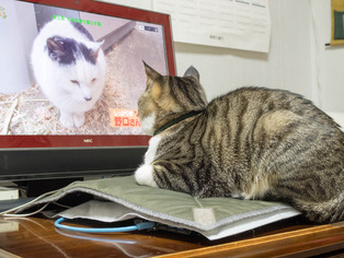 ���ͤ���5