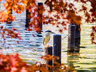 ���ގ�������1