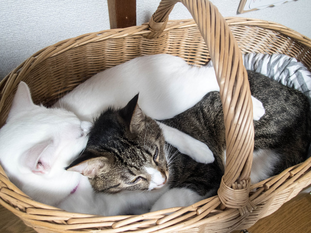 ���ͤ�������������1