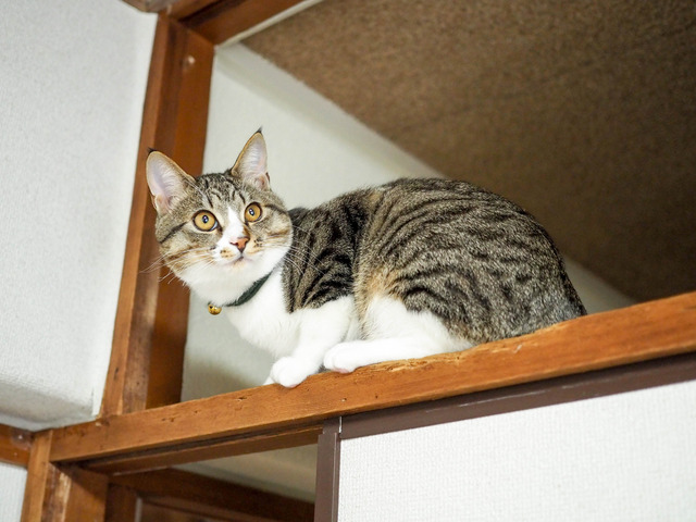 ���ͤ���8