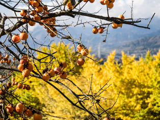 ��ˡ������6