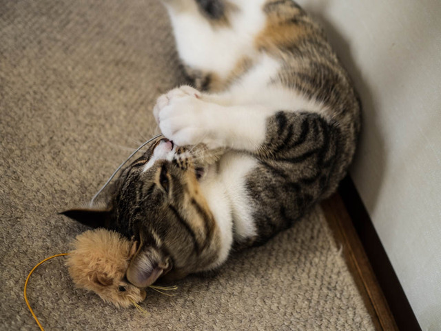 ���ͤ���09