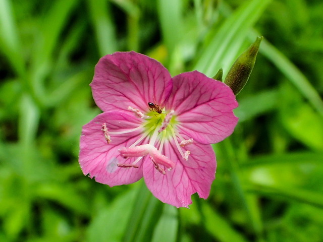 アカバナユウゲショウ