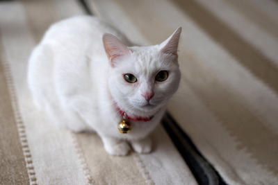 ǭ���̎����ڎ���4