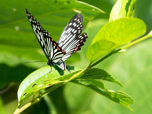 �����ܥ����ޥ���01