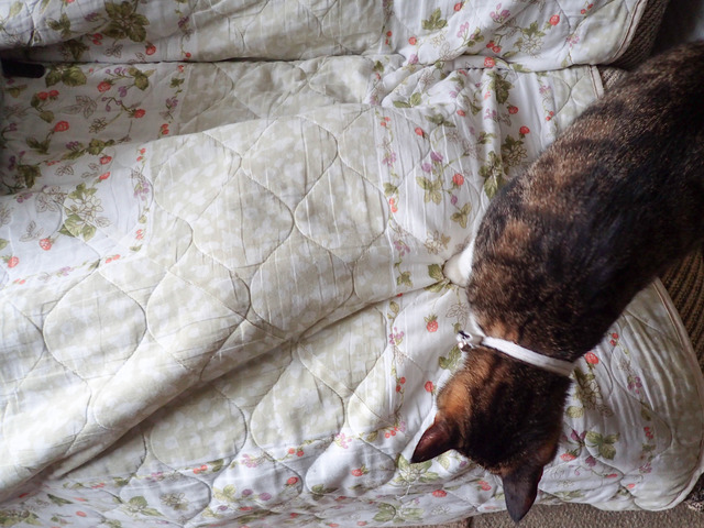 ���ͤ���5