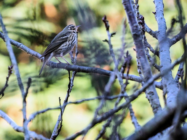 ��ˡ������10