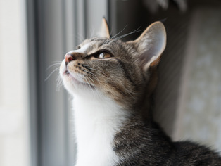 ���ͤ���3