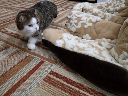 ǭ���ե��줪��4