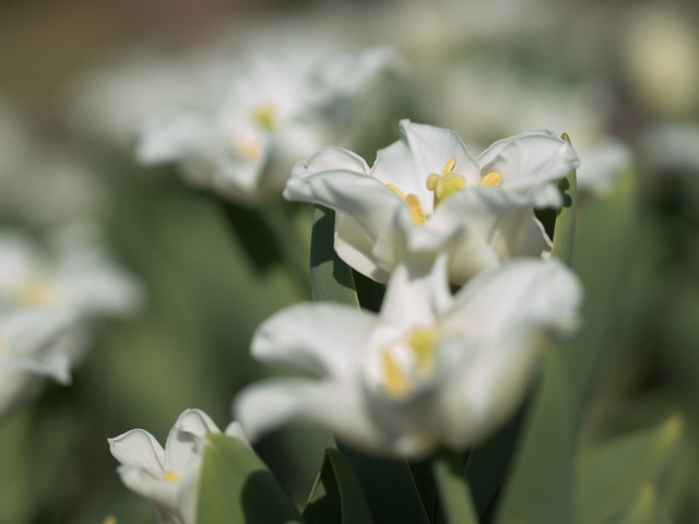 �������؎��̎�1