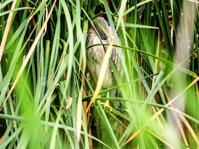 ���ގ�������