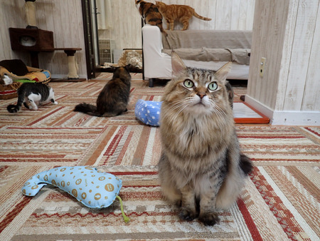 ǭ���ե��줪��17