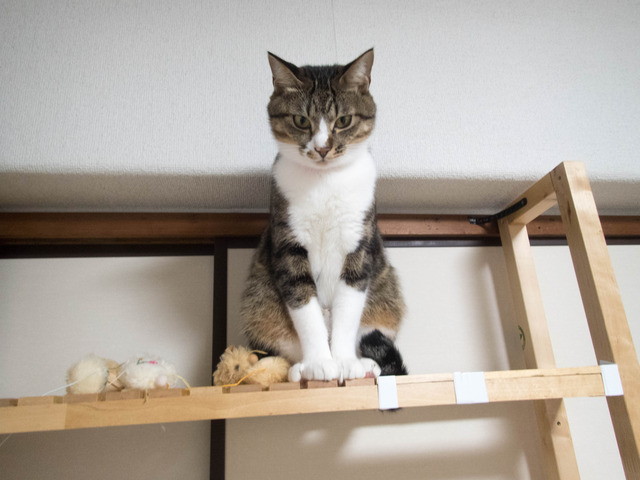 ���ͤ�����11