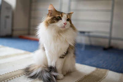 ǭ���̎����ڎ���7