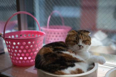 ǭ���̎����ڎ���2